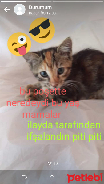 Tekir Kedi, Kedi  Piti piti fotoğrafı