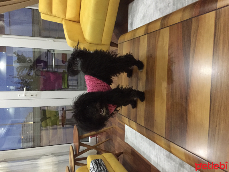 Poodle (Minyatür Kaniş), Köpek  Lisa fotoğrafı