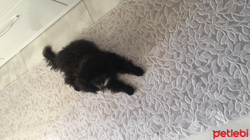 Poodle (Minyatür Kaniş), Köpek  Lisa fotoğrafı
