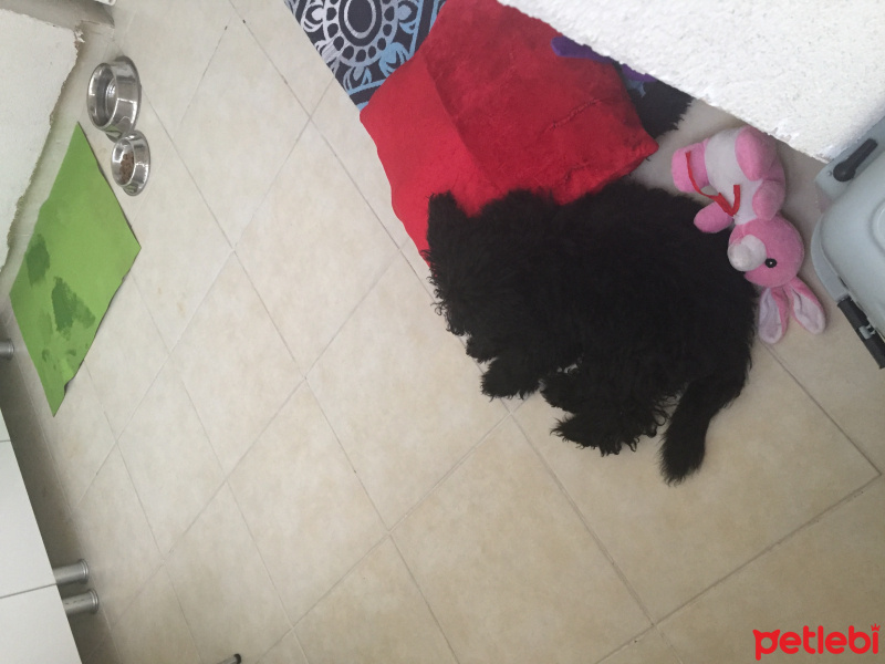 Poodle (Minyatür Kaniş), Köpek  Lisa fotoğrafı
