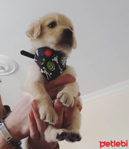 Golden Retriever, Köpek  Şila fotoğrafı