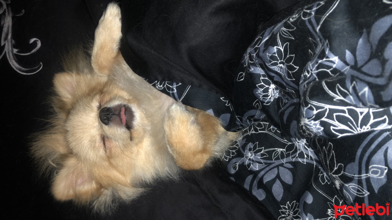 Pomeranyalı, Köpek  Pony fotoğrafı