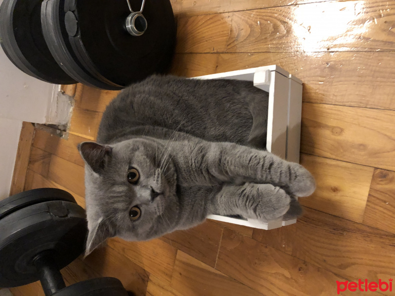 British Shorthair, Kedi  Ömürlük Yuvasını Arayan Hayat Arkadaşı Şevket fotoğrafı