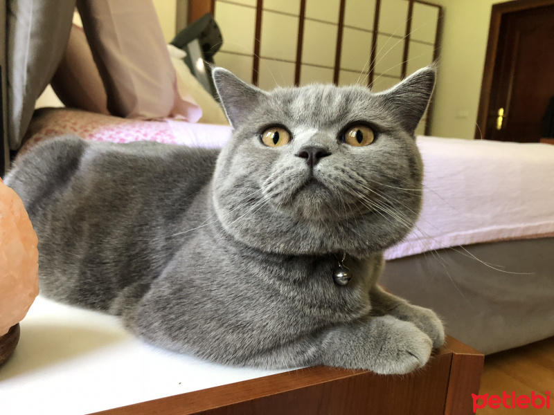 British Shorthair, Kedi  Ömürlük Yuvasını Arayan Hayat Arkadaşı Şevket fotoğrafı