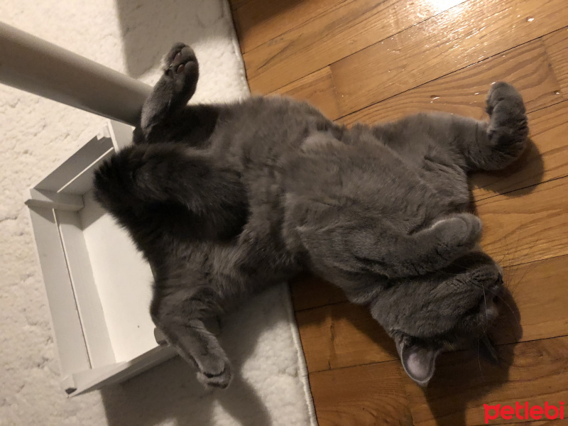 British Shorthair, Kedi  Ömürlük Yuvasını Arayan Hayat Arkadaşı Şevket fotoğrafı