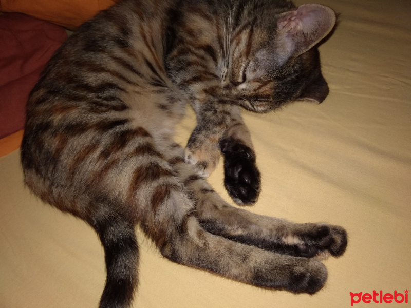 Tekir Kedi, Kedi  Haziran fotoğrafı