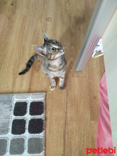 Tekir Kedi, Kedi  Haziran fotoğrafı