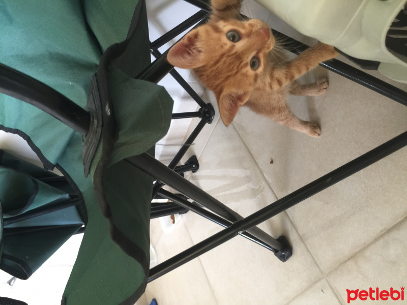 Tekir Kedi, Kedi  Kimyon fotoğrafı