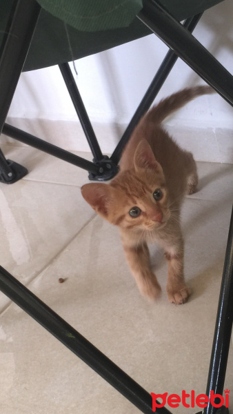 Tekir Kedi, Kedi  Kimyon fotoğrafı