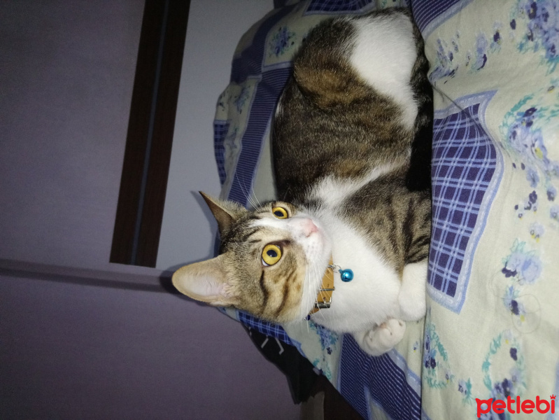 Tekir Kedi, Kedi  Mojo fotoğrafı