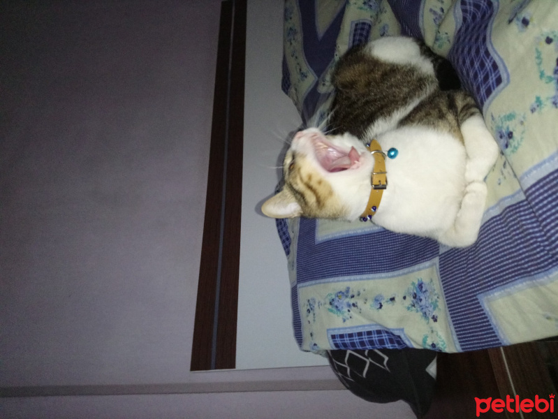 Tekir Kedi, Kedi  Mojo fotoğrafı