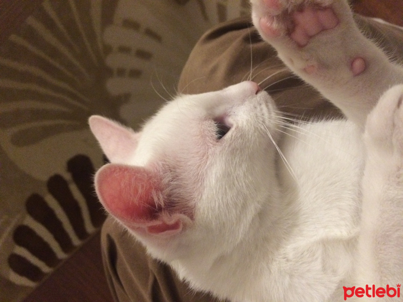Van Kedisi, Kedi  PAMUK fotoğrafı