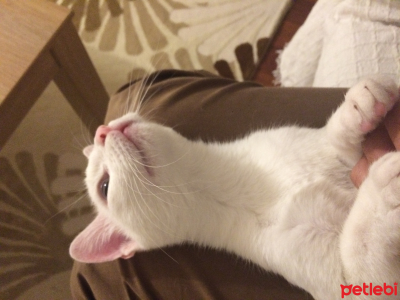 Van Kedisi, Kedi  PAMUK fotoğrafı