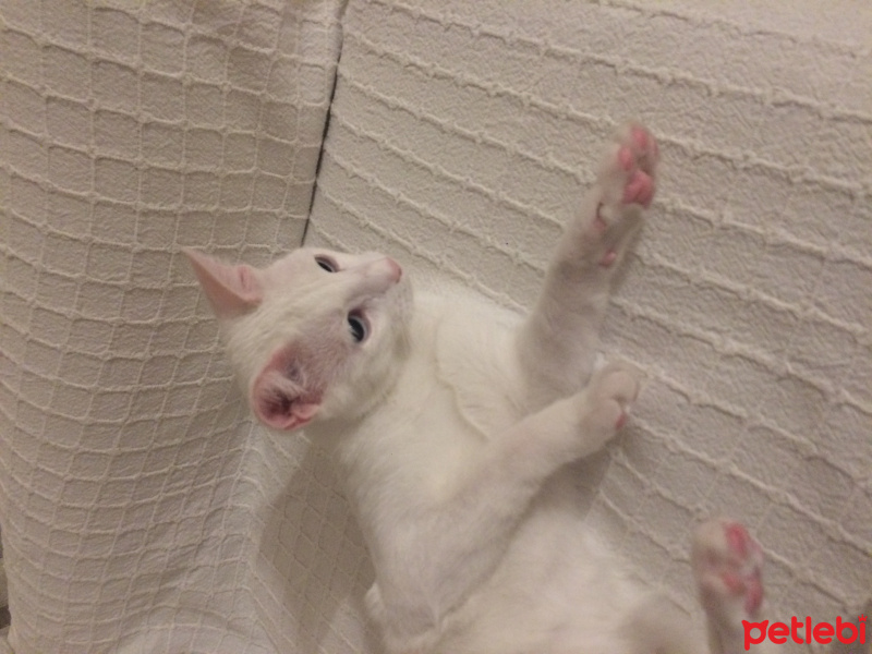 Van Kedisi, Kedi  PAMUK fotoğrafı