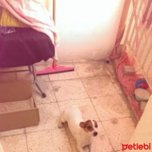 Jack Russell Terrier, Köpek  cesi fotoğrafı