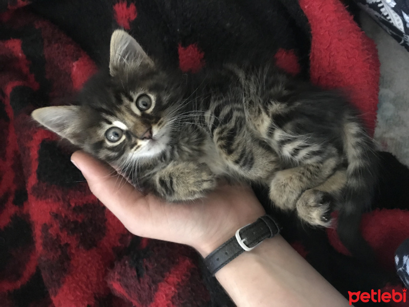 Tekir Kedi, Kedi  Masum fotoğrafı