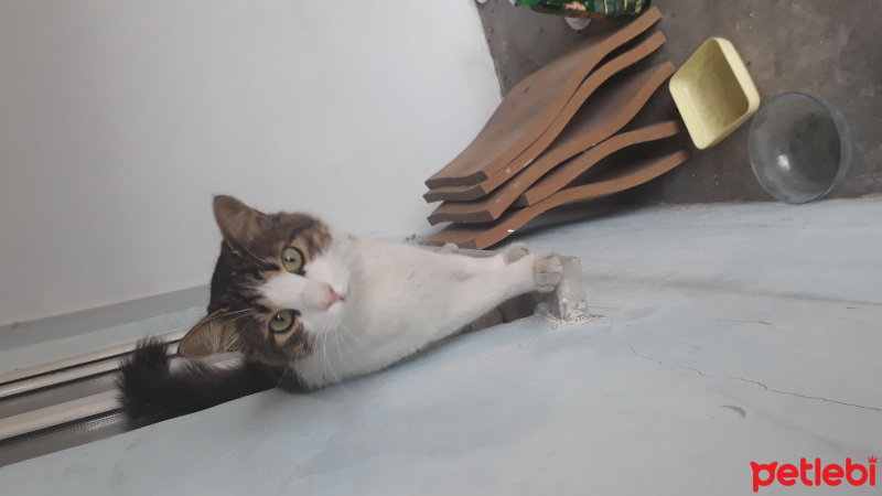 Tekir Kedi, Kedi  Tüylü fotoğrafı