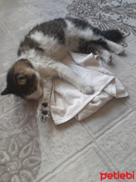 Tekir Kedi, Kedi  Tüylü fotoğrafı