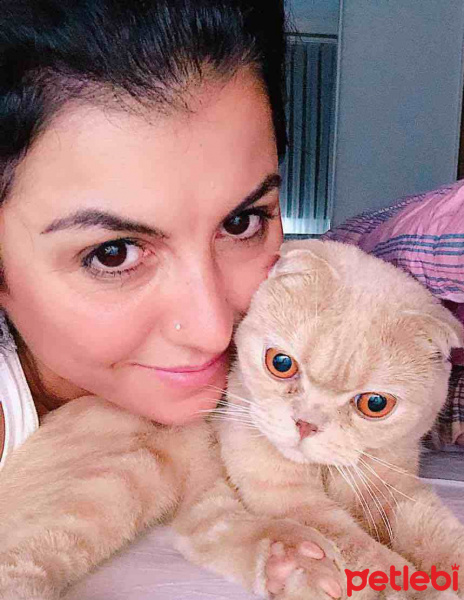 Scottish Fold, Kedi  şila fotoğrafı