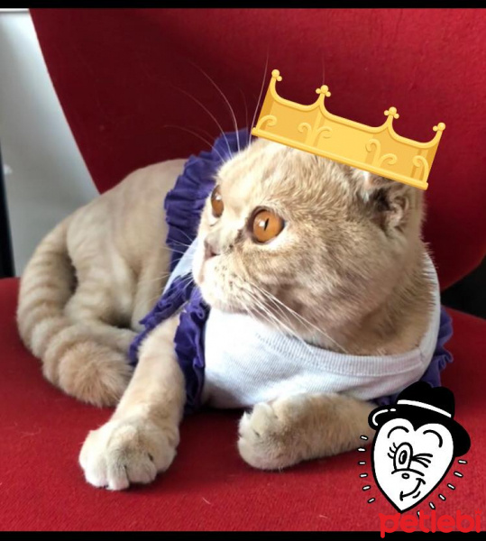 Scottish Fold, Kedi  şila fotoğrafı