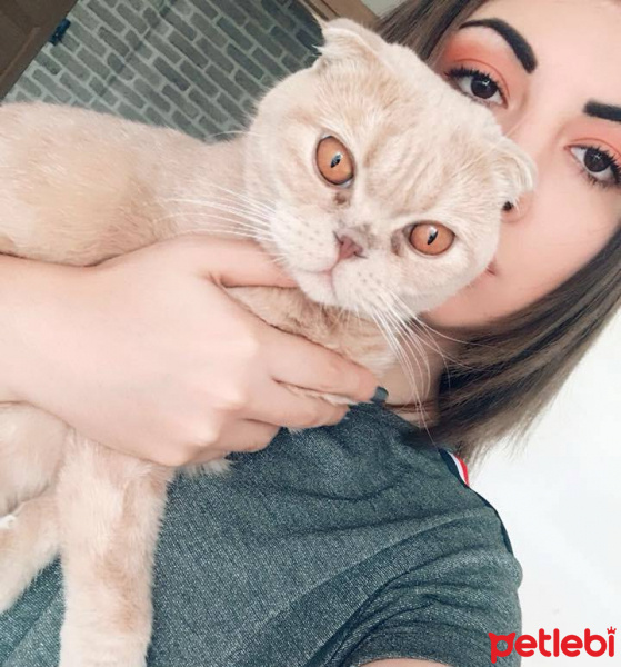 Scottish Fold, Kedi  şila fotoğrafı