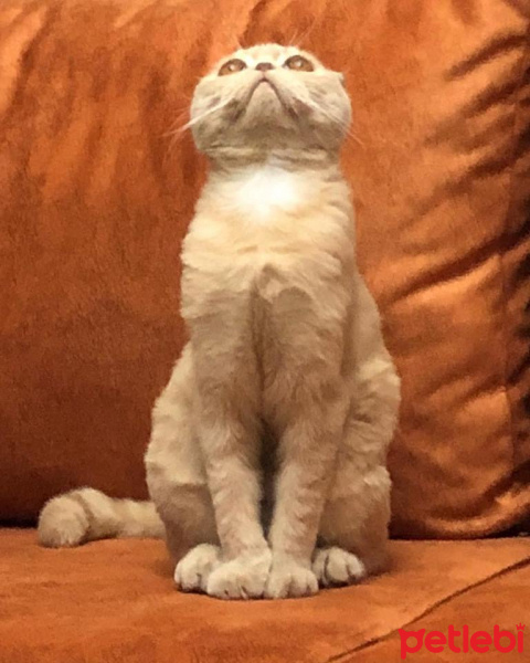 Scottish Fold, Kedi  şila fotoğrafı