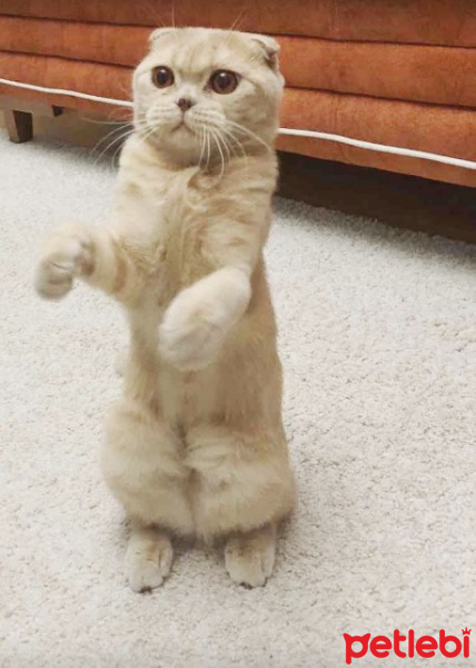 Scottish Fold, Kedi  şila fotoğrafı