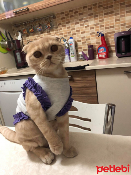 Scottish Fold, Kedi  şila fotoğrafı