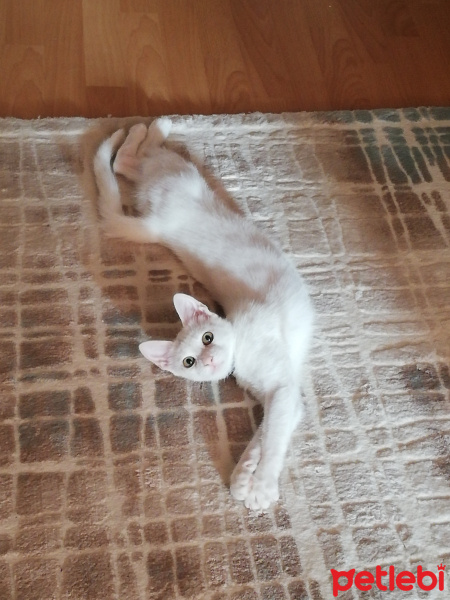 Ankara Kedisi, Kedi  ÇEKU fotoğrafı