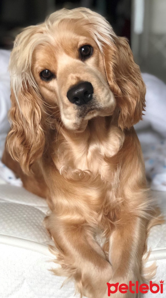 Amerikan Cocker Spaniel, Köpek  KÖPÜK fotoğrafı