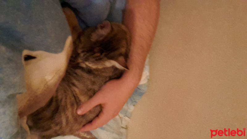 Tekir Kedi, Kedi  sürmeli fotoğrafı