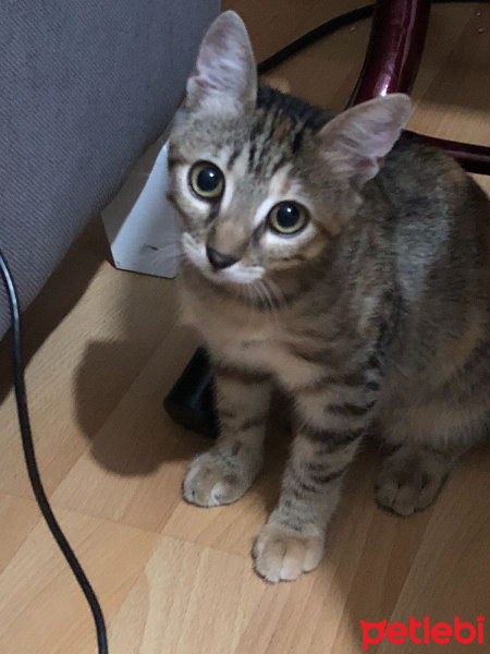 Tekir Kedi, Kedi  sürmeli fotoğrafı