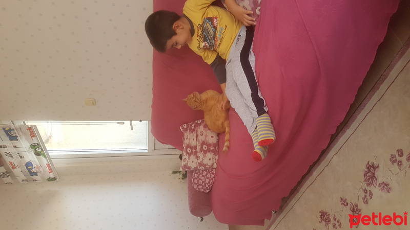 Sarman, Kedi  Çakıl fotoğrafı