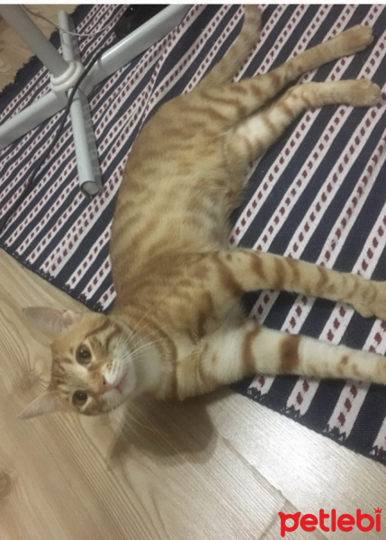 Tekir Kedi, Kedi  Subutay fotoğrafı