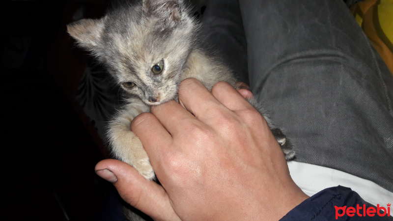 Tekir Kedi, Kedi  Miya fotoğrafı