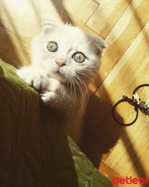 Scottish Fold, Kedi  Bella fotoğrafı