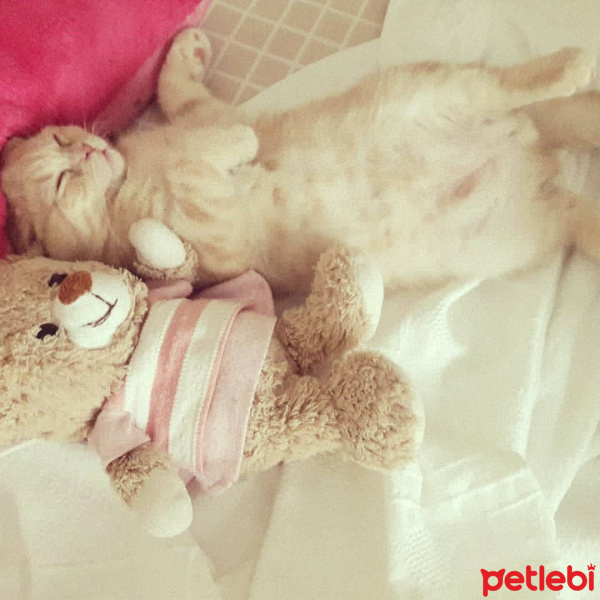 Scottish Fold, Kedi  Bella fotoğrafı