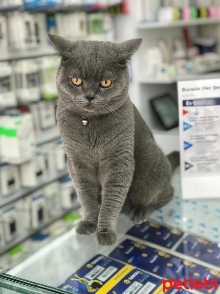British Shorthair, Kedi  1 YAŞINDAKİ KEDİMİZE YUVA ARANIYOR fotoğrafı