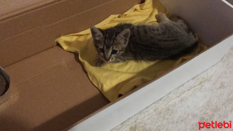Tekir Kedi, Kedi  Tekir fotoğrafı