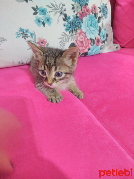 Tekir Kedi, Kedi  Çakır fotoğrafı