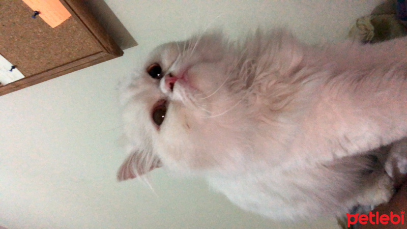 Chinchilla, Kedi  Pamuk fotoğrafı