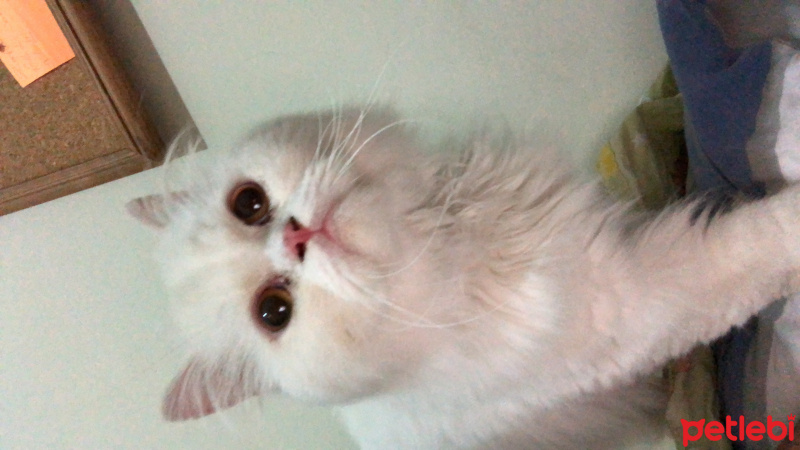 Chinchilla, Kedi  Pamuk fotoğrafı