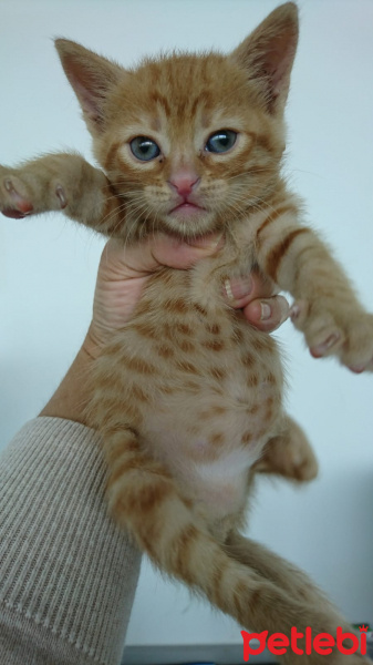 Tekir Kedi, Kedi  Bihter fotoğrafı