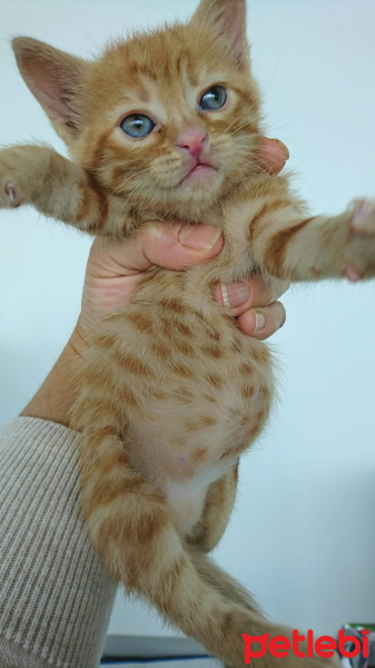 Tekir Kedi, Kedi  Bihter fotoğrafı