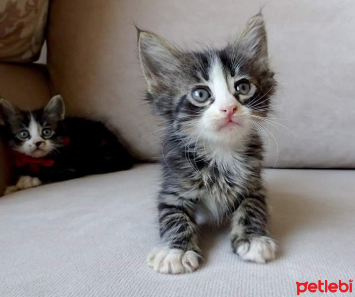 Tekir Kedi, Kedi  Arthur fotoğrafı