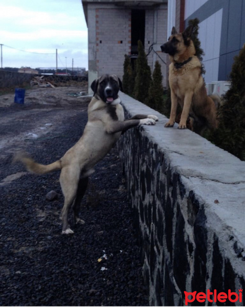 Kangal, Köpek  Paşa fotoğrafı