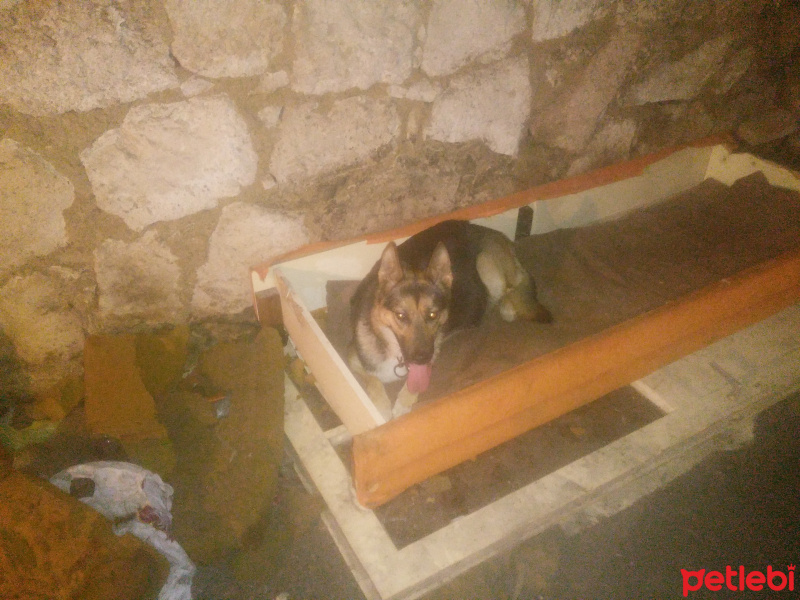 Alman Çoban Köpeği, Köpek  Alman kurdu fotoğrafı
