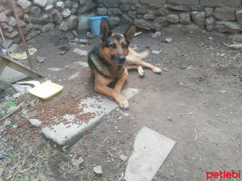 Alman Çoban Köpeği, Köpek  Alman kurdu fotoğrafı