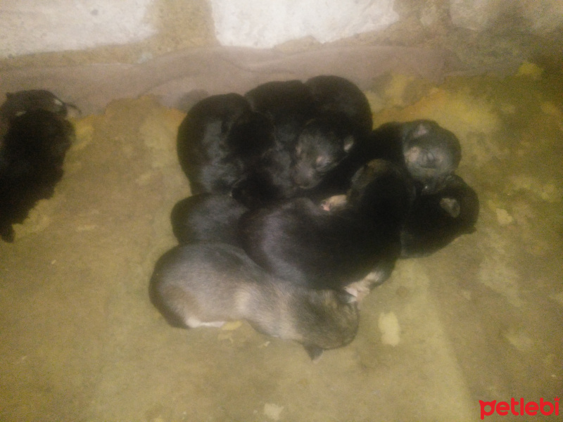 Alman Çoban Köpeği, Köpek  Alman kurdu fotoğrafı