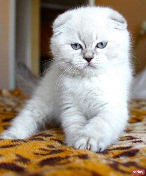 Scottish Fold, Kedi  gumball fotoğrafı